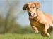 doggie bootcamp
